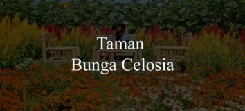 Harga Tiket Taman Bunga Celosia